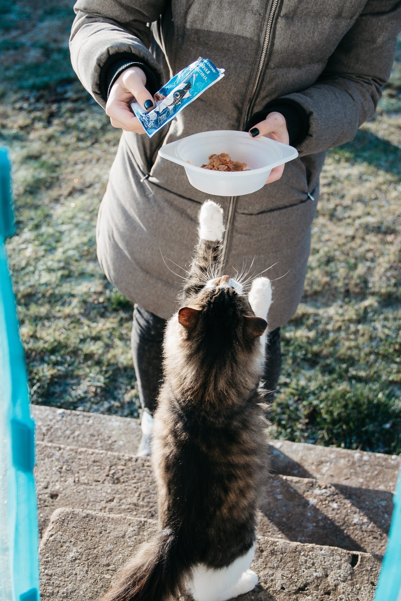 Cómo alimentar a tu gato de forma saludable y equilibrada: Guía completa sobre la dieta adecuada para tu gato