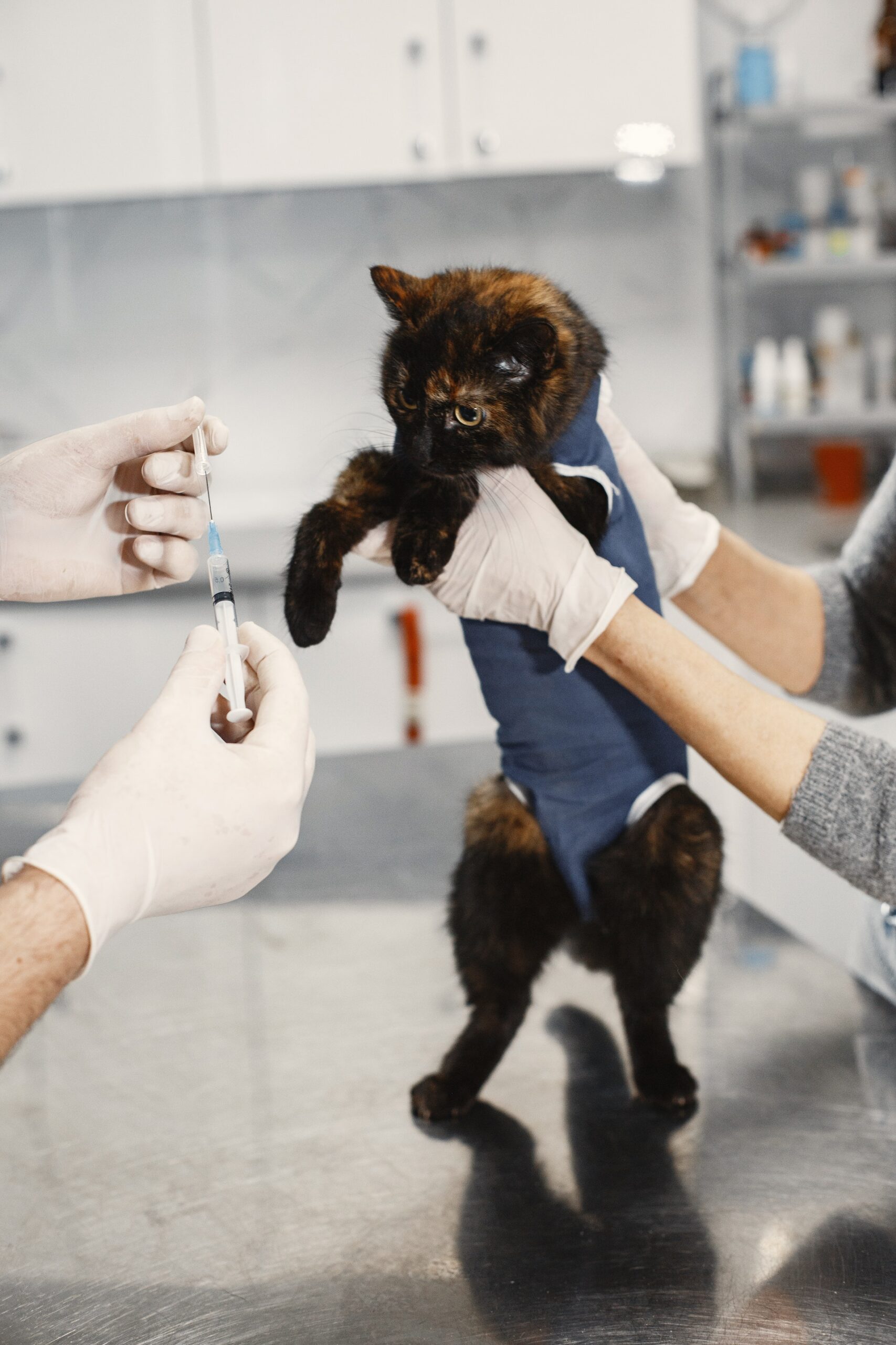 Cómo detectar enfermedades comunes en los gatos: Desde enfermedades respiratorias hasta problemas digestivos