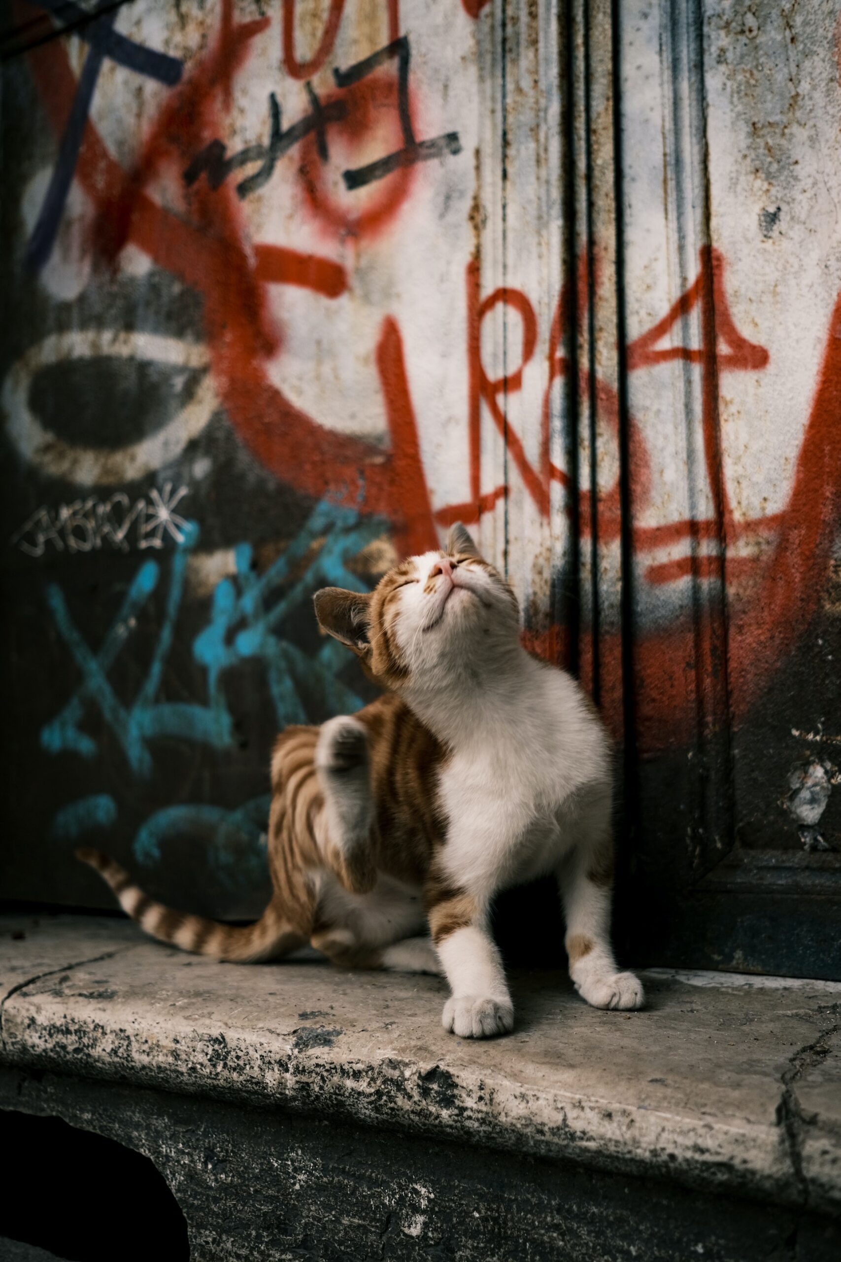 Cómo lidiar con los comportamientos inadecuados de tu gato: Desde arañar muebles hasta orinar fuera de la caja de arena