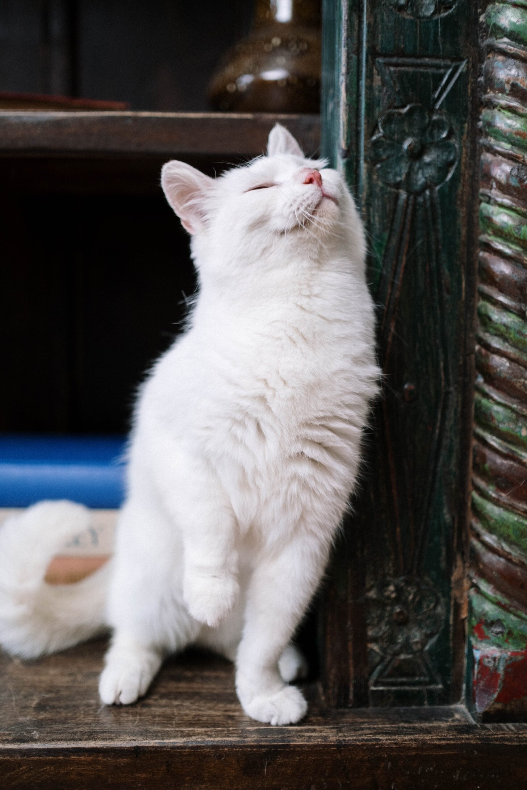 Cómo proporcionar un ambiente seguro y feliz para tu gato: Desde la selección de un lugar adecuado para la caja de arena hasta la creación de una zona de confort para tu gato