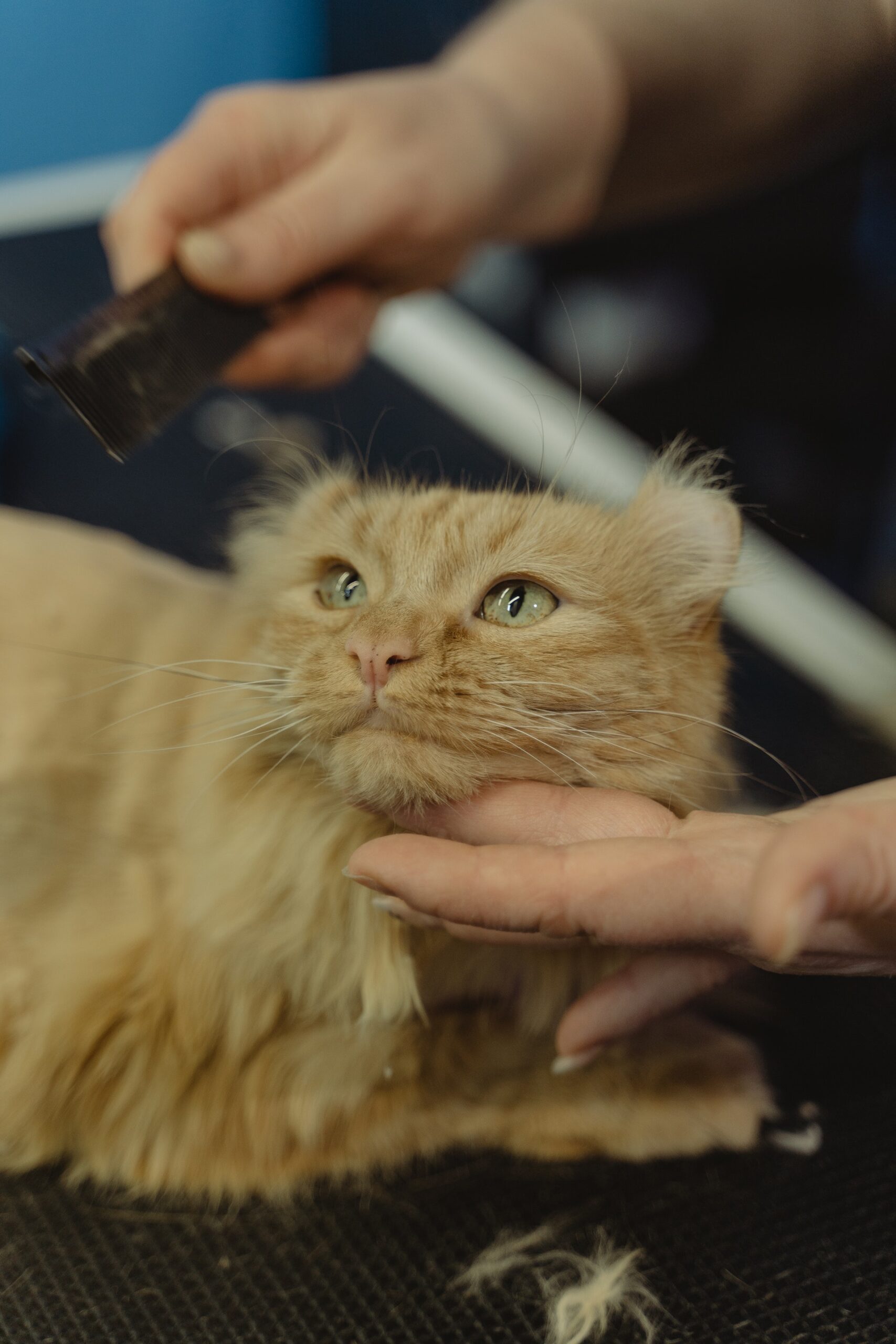 Consejos para el cuidado diario de tu gato: Cómo cepillar su pelaje, cortar sus uñas y mantener su higiene en general