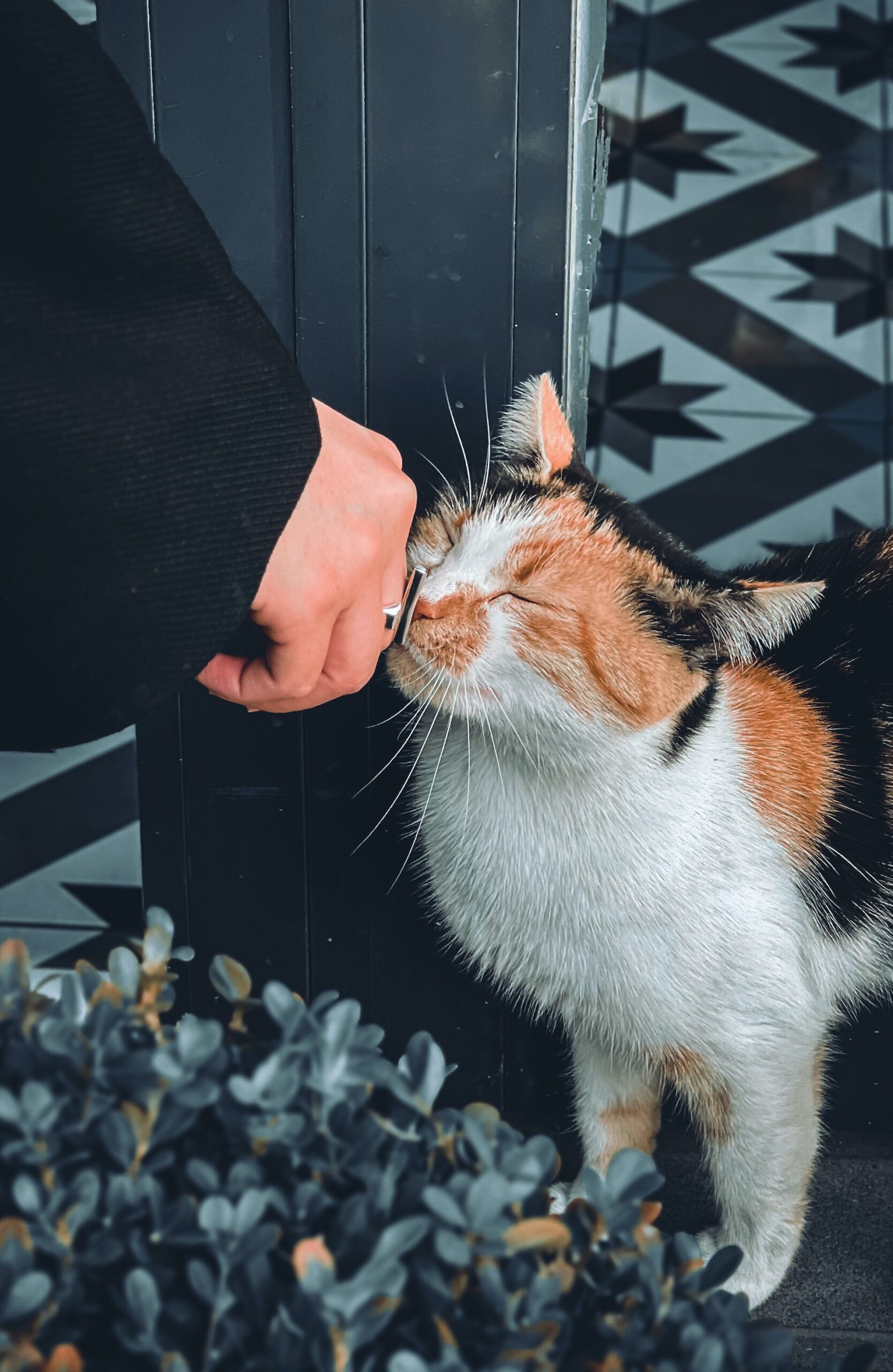 Los mejores consejos para la adopción de un gato: Cómo encontrar al gato adecuado para ti y tu hogar